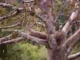 تنبل  که خیلی حیوان آهسته و آرامی هست در حال بالا رفتن از درخت بود که عقاب هارپی