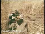 ویدیویی از شکار مار پیتون توسط اهالی بومی آفریقای سیاه (صحرای آفریقا)
