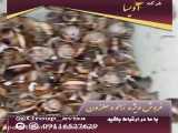 فروش و خرید حلزون طبی اسکارگو در مشهد