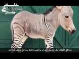 حیوانات فانتزی و شگفت‌انگیز