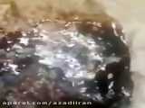 جوشش نفت در یکی از پاساژهای مسجدسلیمان