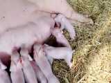 شیر دادن خوک مولد مزرعه به 15 بچه خوک