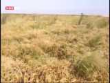کاشت برنج پس از ۴۰ سال در خرمشهر