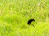 دنیای حیوانات - مسابقه پرش پرنده سیاه - Widowbird Jumping Competition