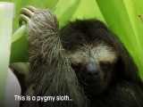 دنیای حیوانات - زندگی میمون تنبل قدکوتاه - Life as a Pygmy Sloth