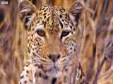 دنیای حیوانات - فرار معجزه آسا آهو از آرواره پلنگ - Impala Escapes Of Leopard
