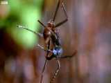 دنیای حیوانات - قیام ارتش مورچه ها در جنگل - Army Ants Rampage The Forest