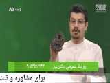 افزایش استفاده از طب سنتی به جای شیمی درمانی