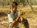 دنیای حیوانات - تمرین یوزپلنگ ها برای رهاسازی در طبیعت - Cheetah Release Wild