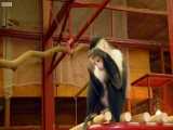 دنیای حیوانات - بازی کردن خنده دار میمون با حباب ها - Monkeys Play BUBBLES