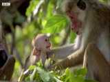 دنیای حیوانات - رفتار عجیب بوزینه های گردن کلفت در گله - Macaque Hierarchy