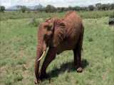 دنیای حیوانات - احساس خطر فیل مادر برای بچه فیل - Elephant Mother risks her baby