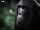 دنیای حیوانات - رهبر شامپانزه های جوان در اولین شکار - Young Chimpanzee