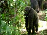 دنیای حیوانات - مبارزه شامپانزه ها با رقیب در گله - Chimpanzees Fight Rival