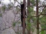 دنیای حیوانات - اولین تلاش توله خرس سیاه برای بالا رفتن درخت - Black Bear Cubs