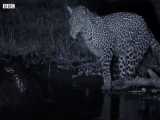 دنیای حیوانات - شکار گربه ماهی در شب توسط خانواده پلنگ - Leopard Family