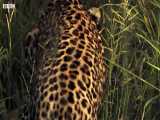 دنیای حیوانات - اولین شکار بزرگ پلنگ جوان - Young Leopard makes first Big Kill