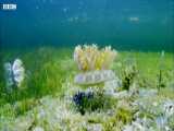دنیای حیوانات - آفتاب گرفتن عروس دریایی - Jellyfish Sunbathing Sessions