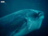 دنیای حیوانات - غذا خوردن نهنگ ها و اُرکاها با هم - Whales and Orcas Feeding