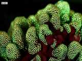 دنیای حیوانات - درخشش عجیب مرجان ها در اعماق اقیانوس - Fluorescent Coral Glows