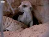 دنیای حیوانات - گرفتار شدن میرکت ها در طوفان خاک - Meerkats Caught in Dust Storm