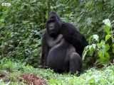 دنیای حیوانات - برخورد نزدیک با گوریل پشت نقره ای - Silverback Gorilla Family