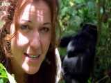 دنیای حیوانات - خطرات مرگبار نزدیک شدن به یک گوریل - Getting Close to Gorilla