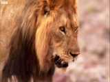 دنیای حیوانات - زندگی سخت شیرها در بیابان - Lions to harshest desert