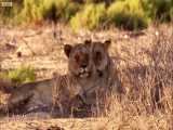 دنیای حیوانات - ردیابی شیرها در بیابان های نامیبیا - Tracking lions in Desert