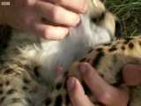 دنیای حیوانات - فرار یوزپلنگ جوان از دست شکار - Young Cheetah escapes prey