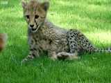 دنیای حیوانات - آموزش شکار به یوزپلنگ های جوان با بازی کردن - young Cheetah cubs