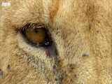 دنیای حیوانات - شکار گراز وحشی توسط شیر مادر - Mother Lioness Hunts Warthog