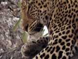دنیای حیوانات - شکار پلنگ مادر برای توله خود - Leopard Mother Hunts for her Cub