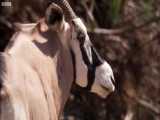 دنیای حیوانات - حمله شیرها به غزال آفریقایی - Lions attack Oryx