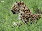 دنیای حیوانات - دعوای پلنگ مادر با دختر خود - Leopard Mother Fights her Daughter