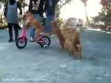 سگ دوچرخه سوار