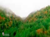 پاییز در جنگلهای شمال Autumn of iran