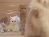 مقابله گربه‌های محترم با یک دیوار پلاستیکی 