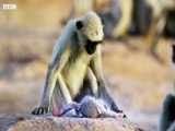اشتباه جاسوسی میمون برای نوزاد مرده و سوگوار