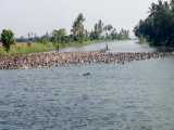 هزاران اردک درحال شنا