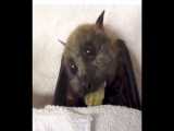 FLOOFY BATS eating fruit! 