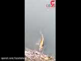 چهره وحشتناک ماهی انسان نما در چین