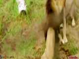 Lion steal egg of the Ostrich | Lion vs Gorilla Elephant - کلیپ حیوانات ...