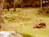 Mother Elephant Rescue baby from Tiger - Amazing Wild Animals Attacks  Cro