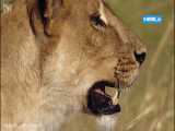 شکار گراز توسط بچه شیرها - (مستند پادشاهی وحشت)