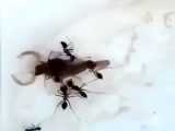 شکار  کردن عقرب توسط مورچه ها