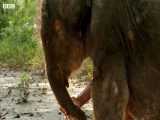 دنیای حیوانات - دوست تازه برای بچه فیل معلول یتیم - Three Legged Orphan Elephant