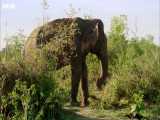دنیای حیوانات - مبارزه فیل های نر برای رهبری - Male Elephants Fight Dominance
