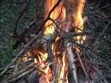 شکار و خوردن نوعی جوجه تیغی توسط دو مرد در جنگل