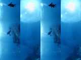 دنیای حیوانات - غواصی با سفره ماهی غول پیکر - Dive with Giant Manta Rays 3D 360